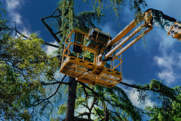 Why Choose Our Tree Removal Services in Kempner, TX?