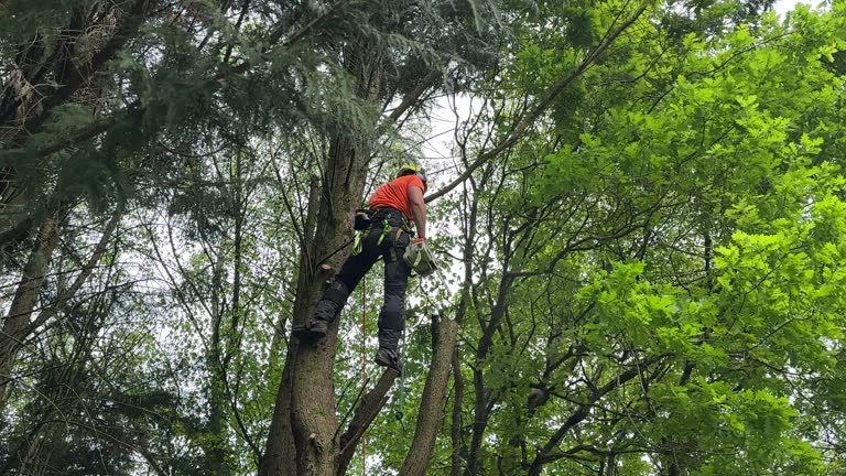 Trusted Kempner, TX  Tree Services Experts